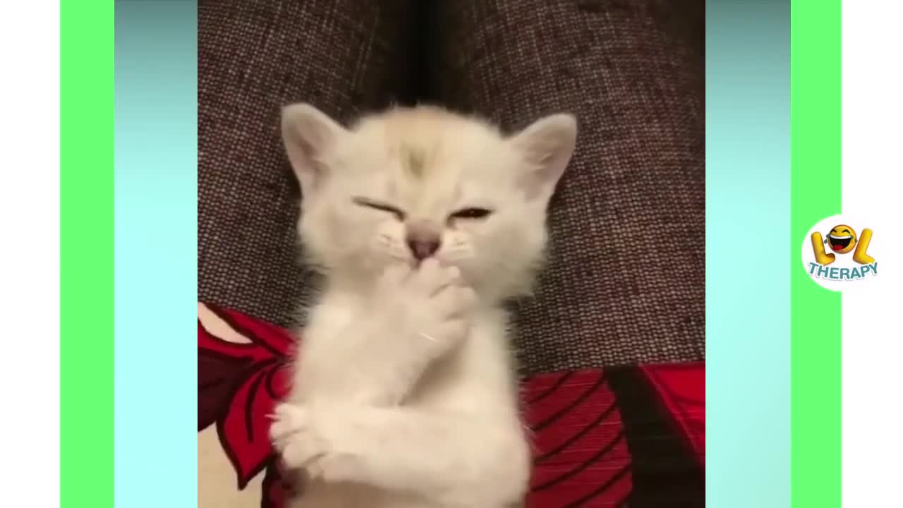 Cute Kittens Meowing "Really Adorable"