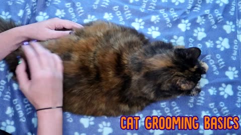CAT Gromming tips