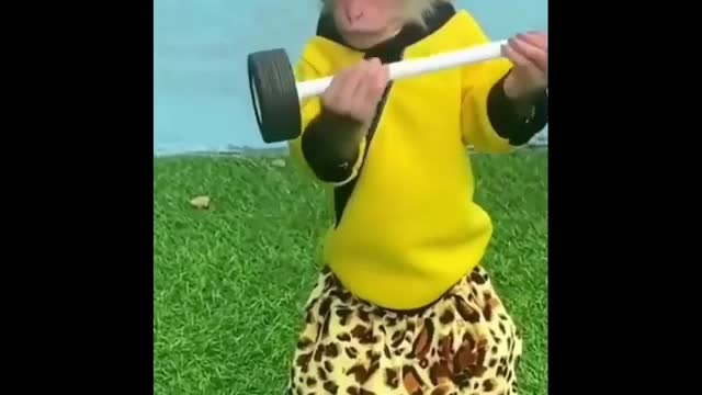 Workout of a monkey.