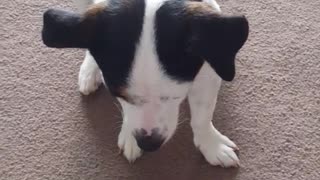 White dog black ears ashamed of destroying pillow green fluff all over house