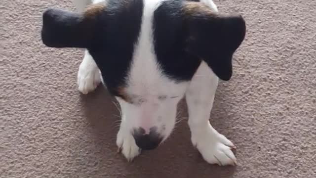 White dog black ears ashamed of destroying pillow green fluff all over house