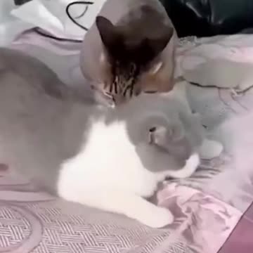 PETS NEVER LIE ABOUT LOVE-47 #shorts