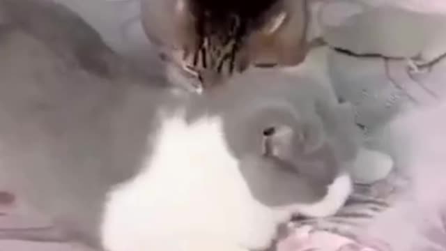 PETS NEVER LIE ABOUT LOVE-47 #shorts