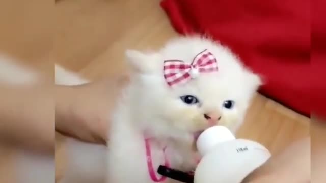 baby pet videos Milk time