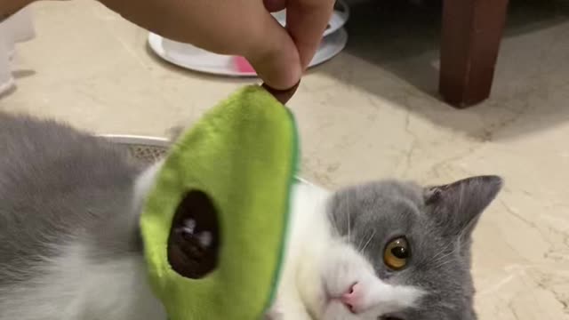 Cute cat playing with toys | Funny cat videos