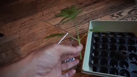 MY FIRST MARIJUANA CLONE