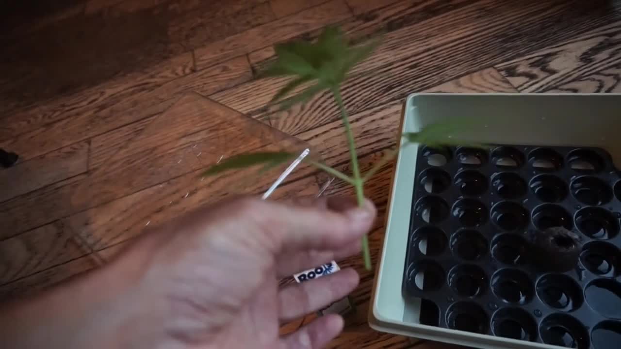 MY FIRST MARIJUANA CLONE