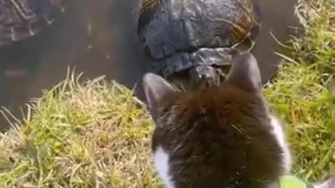 Watch the end #fyp #foryou #pet #funny #petlover