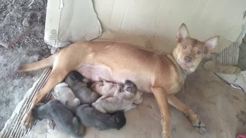 Mother's maternal love for her children