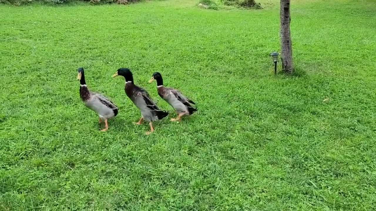 Three ducks