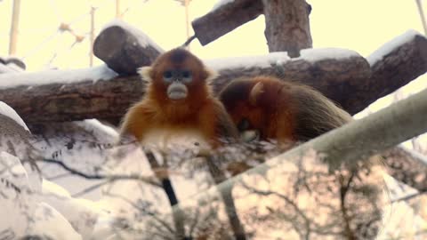 zoo animals
