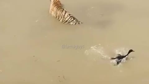 Thug Life Duck vs Tiger