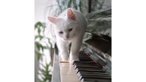 Cat play piano