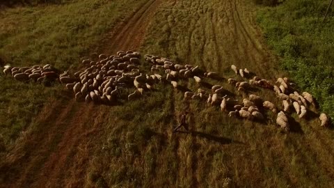 Man walking near sheep flock. Aerial view of shee