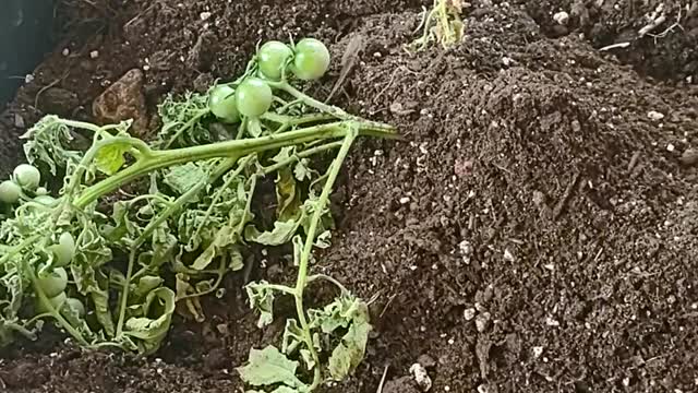 Transplant #6-Cherry Tomato babies planted in a container in 108F heat