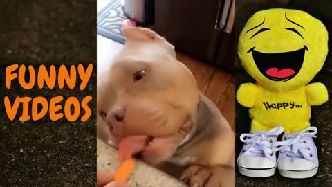 CUTE DOGS Compilations SOOOO CUTEEEE