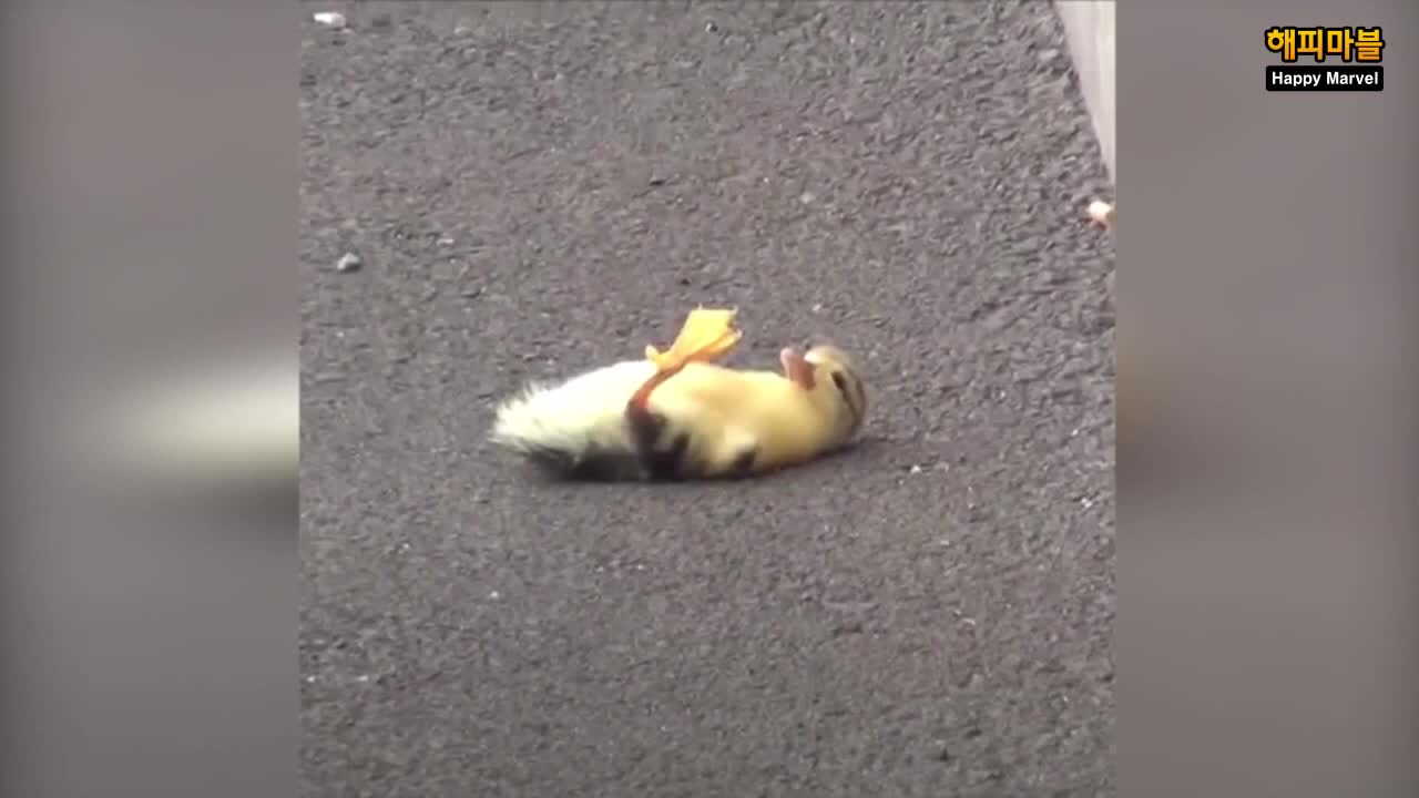 Mother ducks and ducklings travel to dangerous cities.