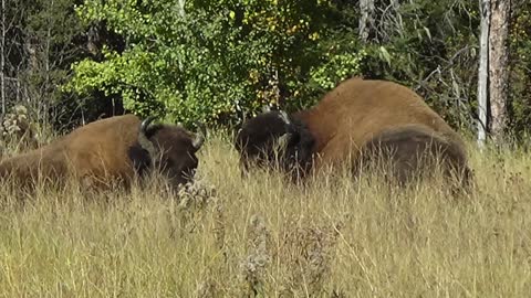 Buffalo Herd, Yukon, Canada