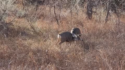 Mule deer warming up.