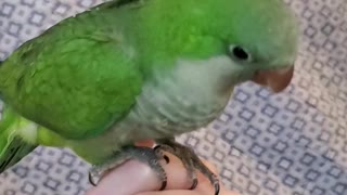 Baby green quaker