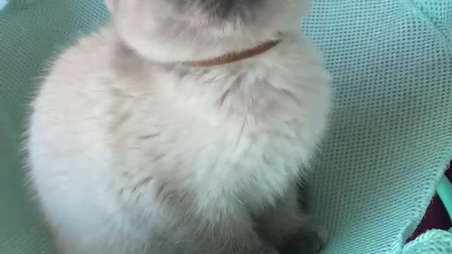 Standing on the jump net and staring at the toy