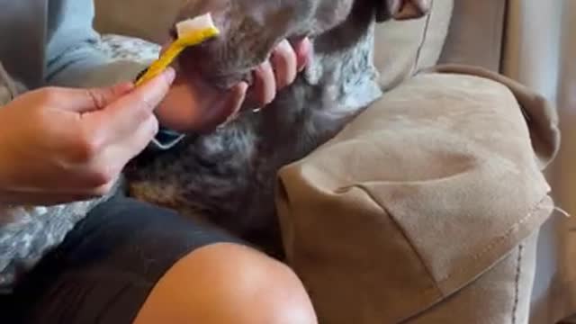 My dog love tooth paste but not the tooth brush 🖌️😅😅