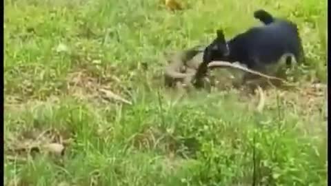 Dog hunted wild small crocodile in the field