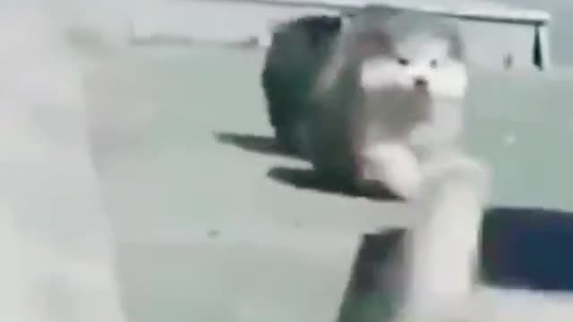 Most funny animal video