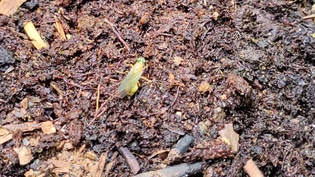 Nature's Death Dance