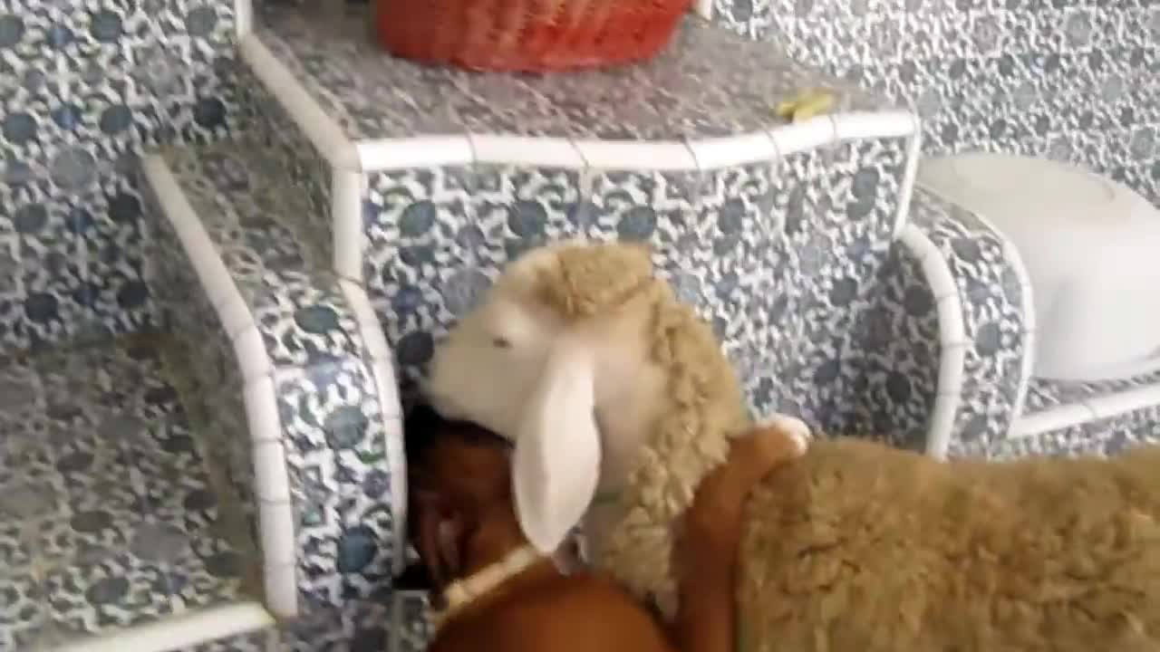 Excited Boxer Puppy Can't Stop Kissing Sheep