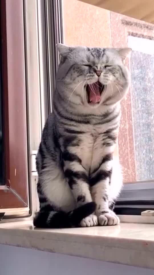 🐱:Have you ever seen a yawn 😠