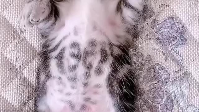 So cute and adorable cats