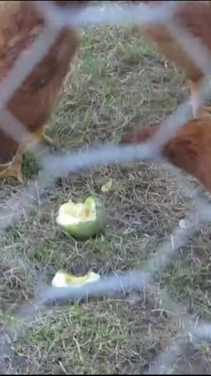 Baby Chicks verses Teen Chicks #babyanimals #chickens #nature #backyardhomesteading #peace #528hz