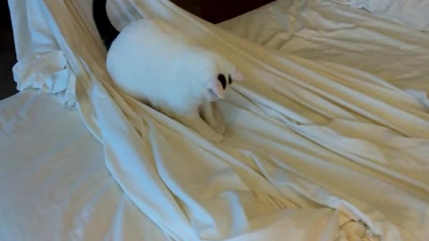 Cat defiantly refuses to give up bed sheets_1