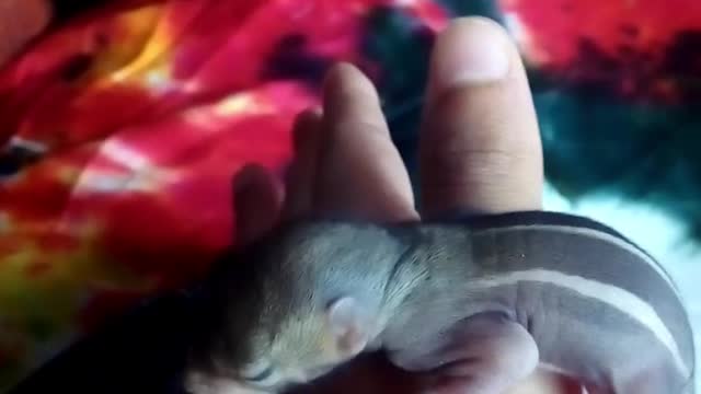 Tiny Indian squirell.