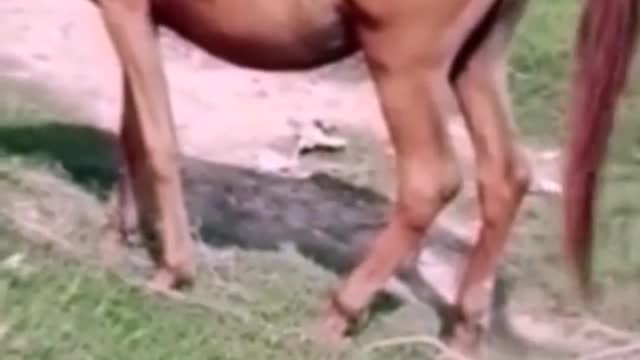 Movement of the dog