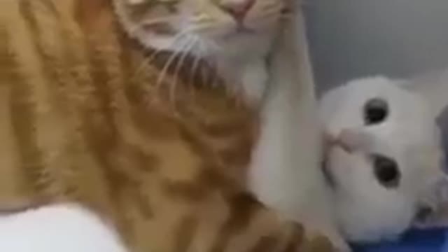 Wow Video