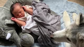 Stubborn Husky refuses to leave newborn baby brother