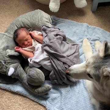 Stubborn Husky refuses to leave newborn baby brother