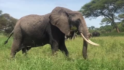 Elephant is very funny