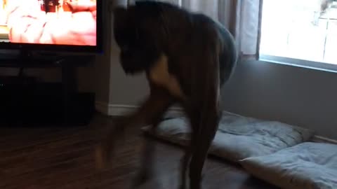 Brown dog jumping up and down
