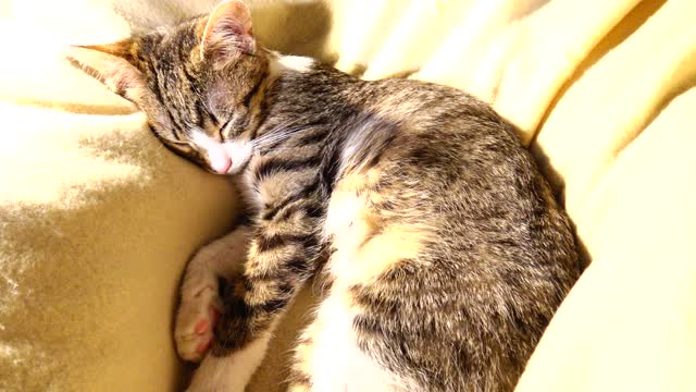 Small Kitten Gives Mom His Paw