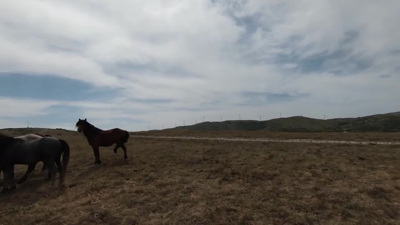 Aerial fpv drone shot of a herd of wild horses running on a green spring field at the sunset