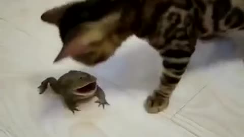 Cat and frog fight, who is the winner