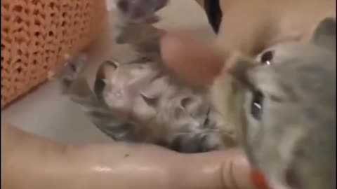 #The_Loveliest_Animals cute baby cat, cute kitten video, so cute ,omg cute kitten