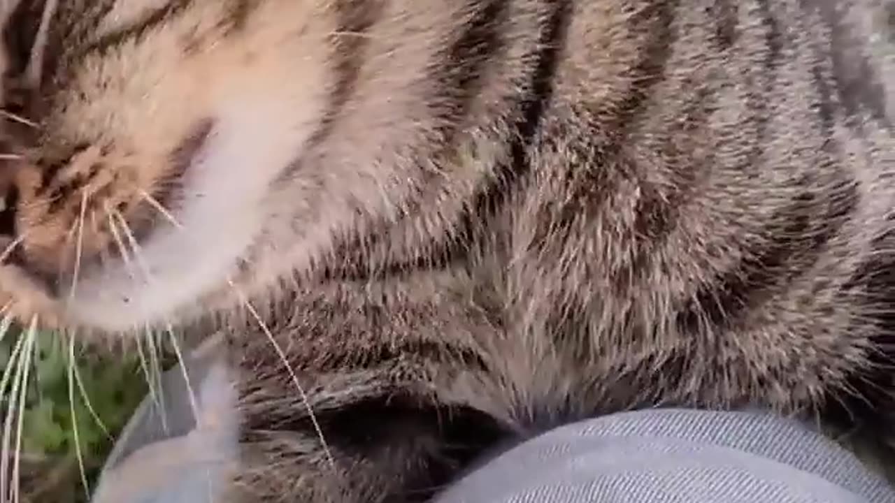 Homeless_tabby_Cat_hugs_my_leg.(720p)