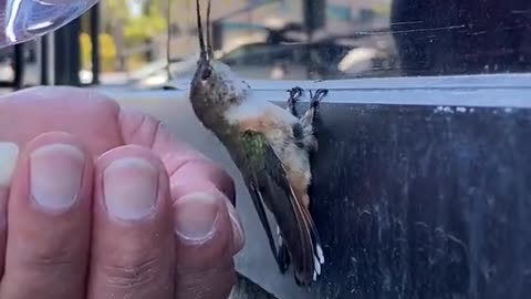 Helping a bird giving water