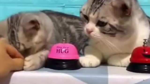 Kitty absolutely loves playing with her hilarious new toy