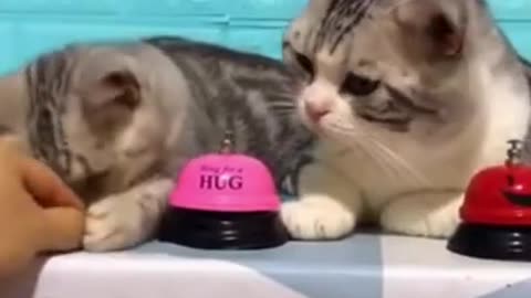 Kitty absolutely loves playing with her hilarious new toy