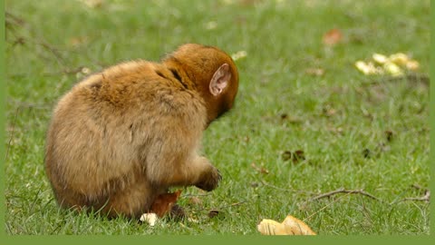 Cute monkey eats a pie